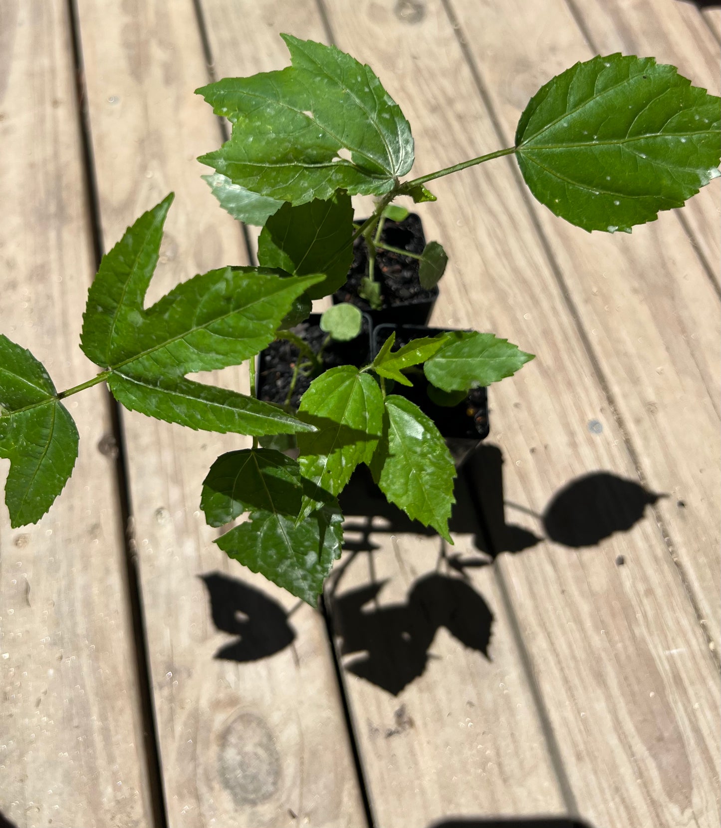 Native hibiscus