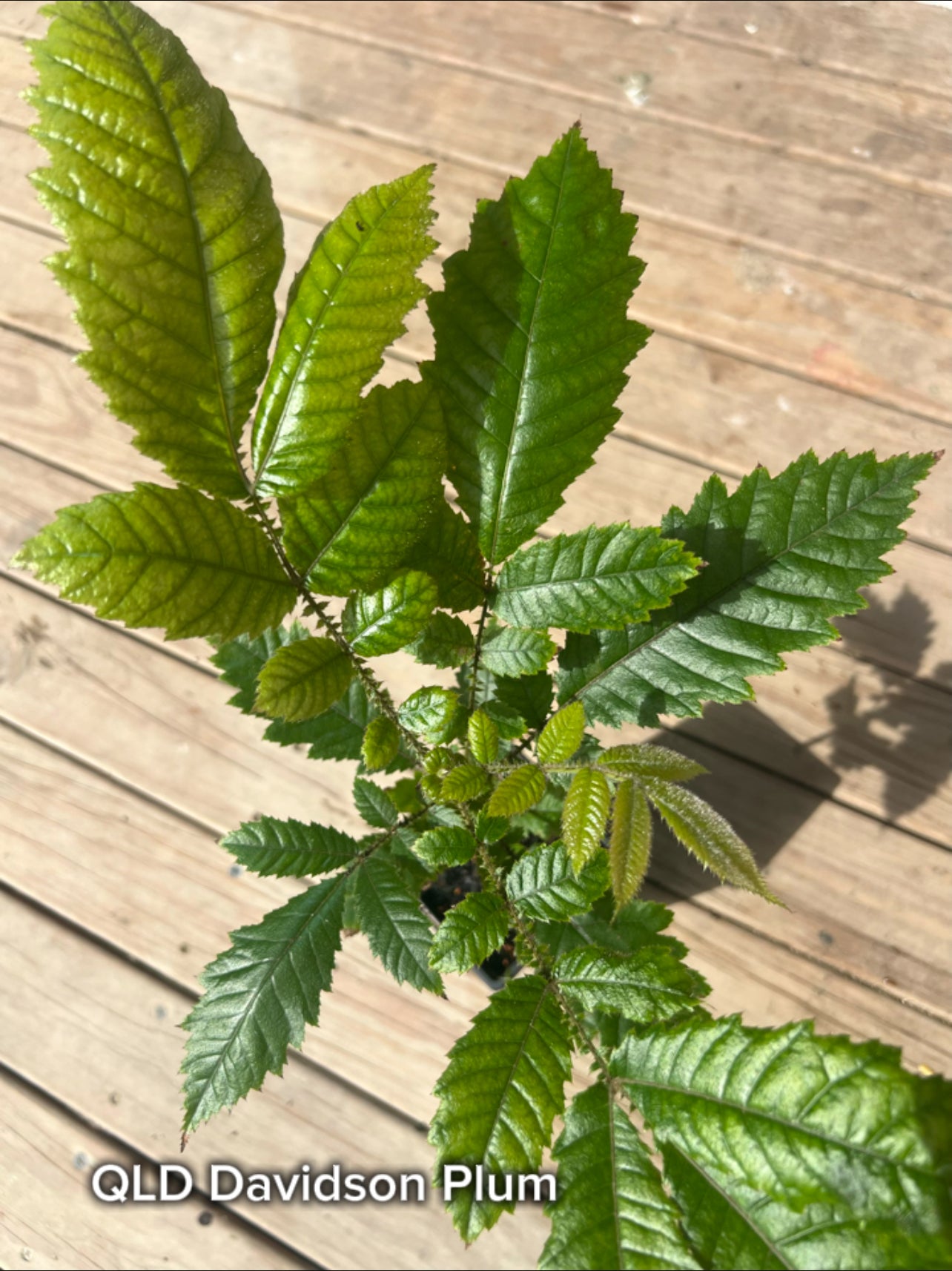 QLD Davidson Plum - 90mm Pot