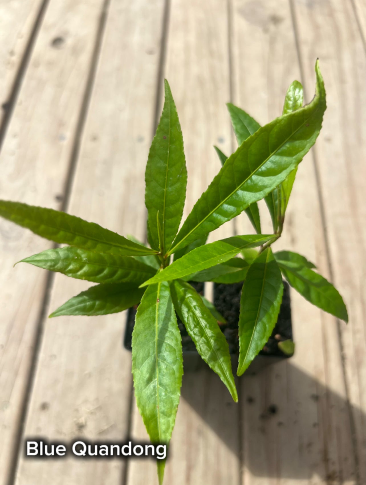 Blue Quandong - Tubestock