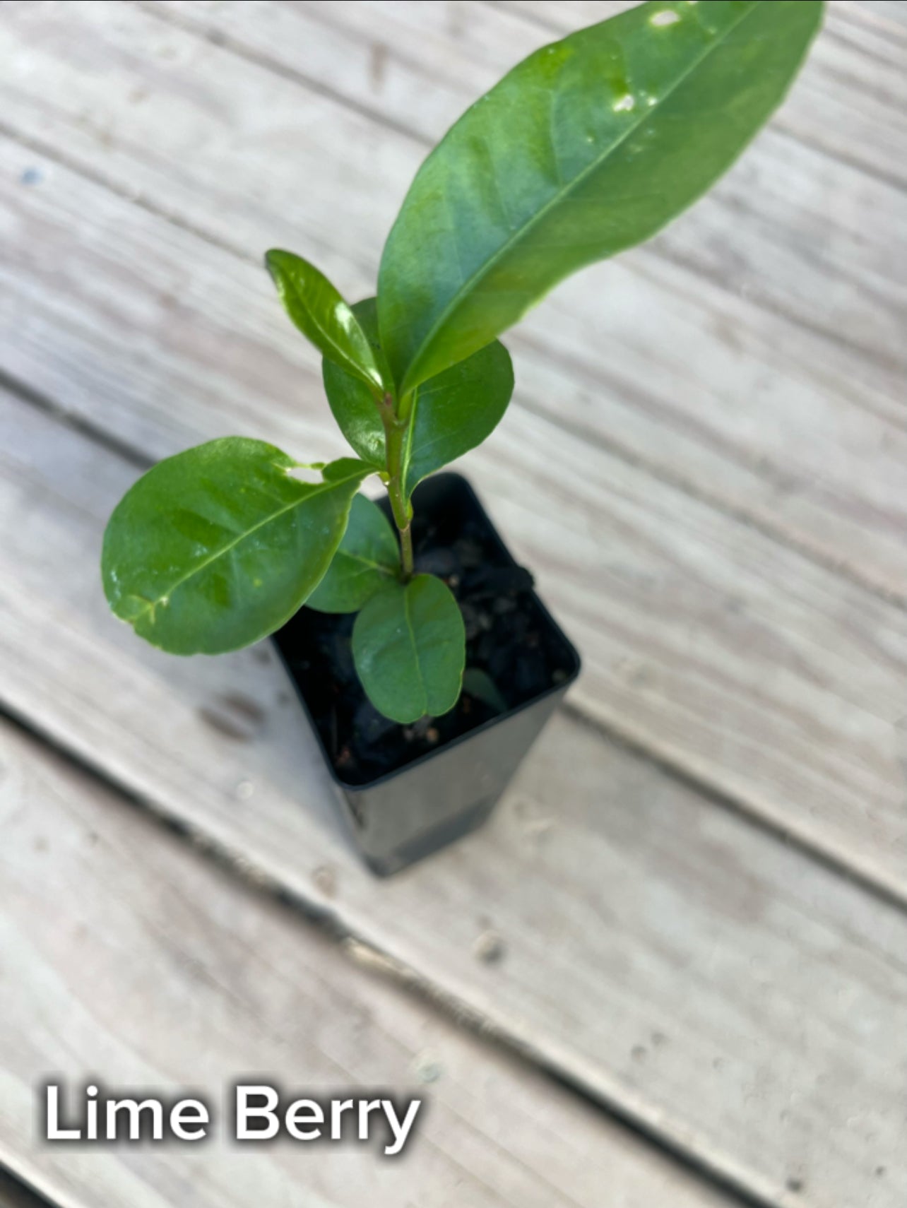 Lime Berry - Tubestock