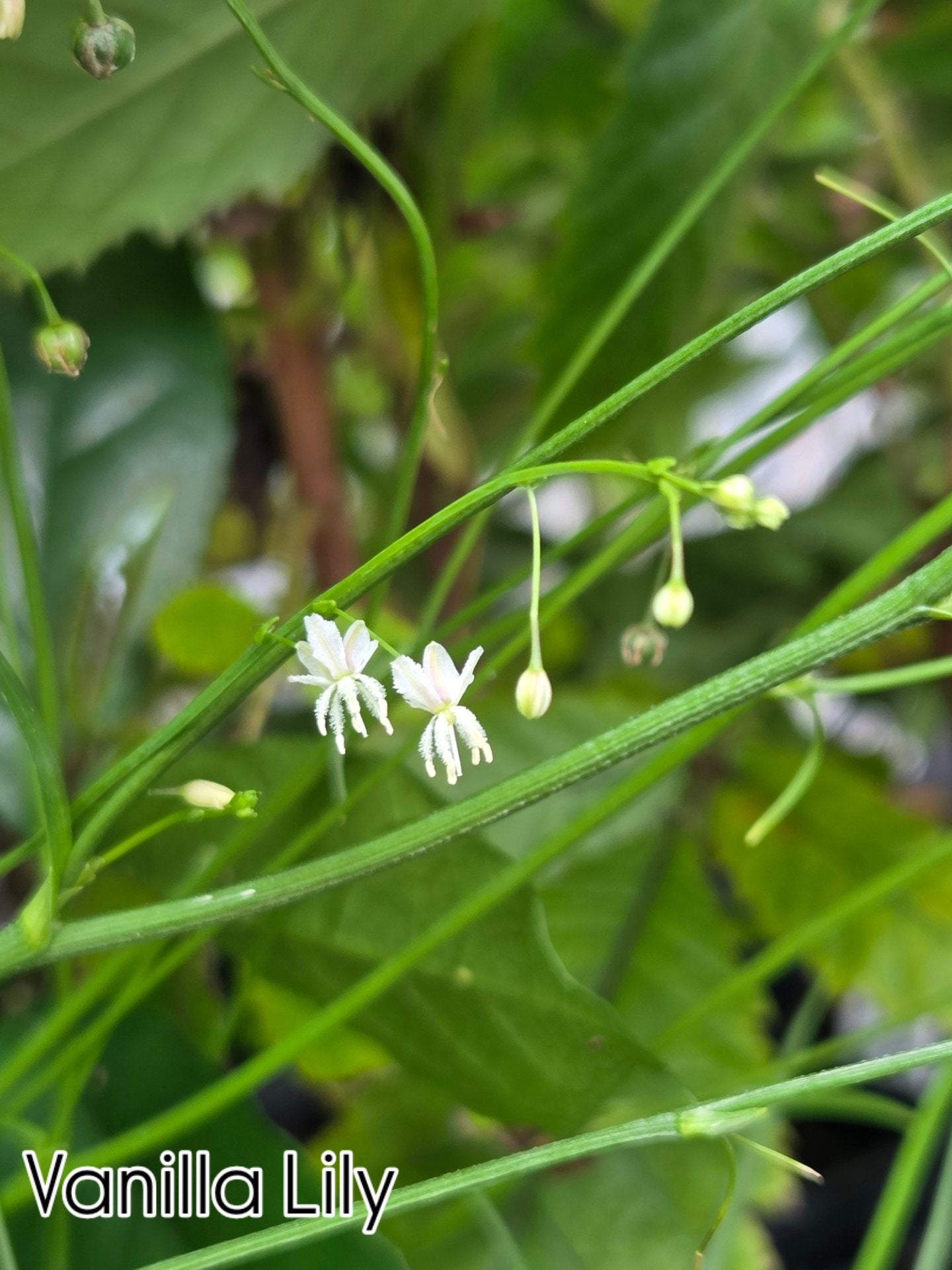 Vanilla Lilly