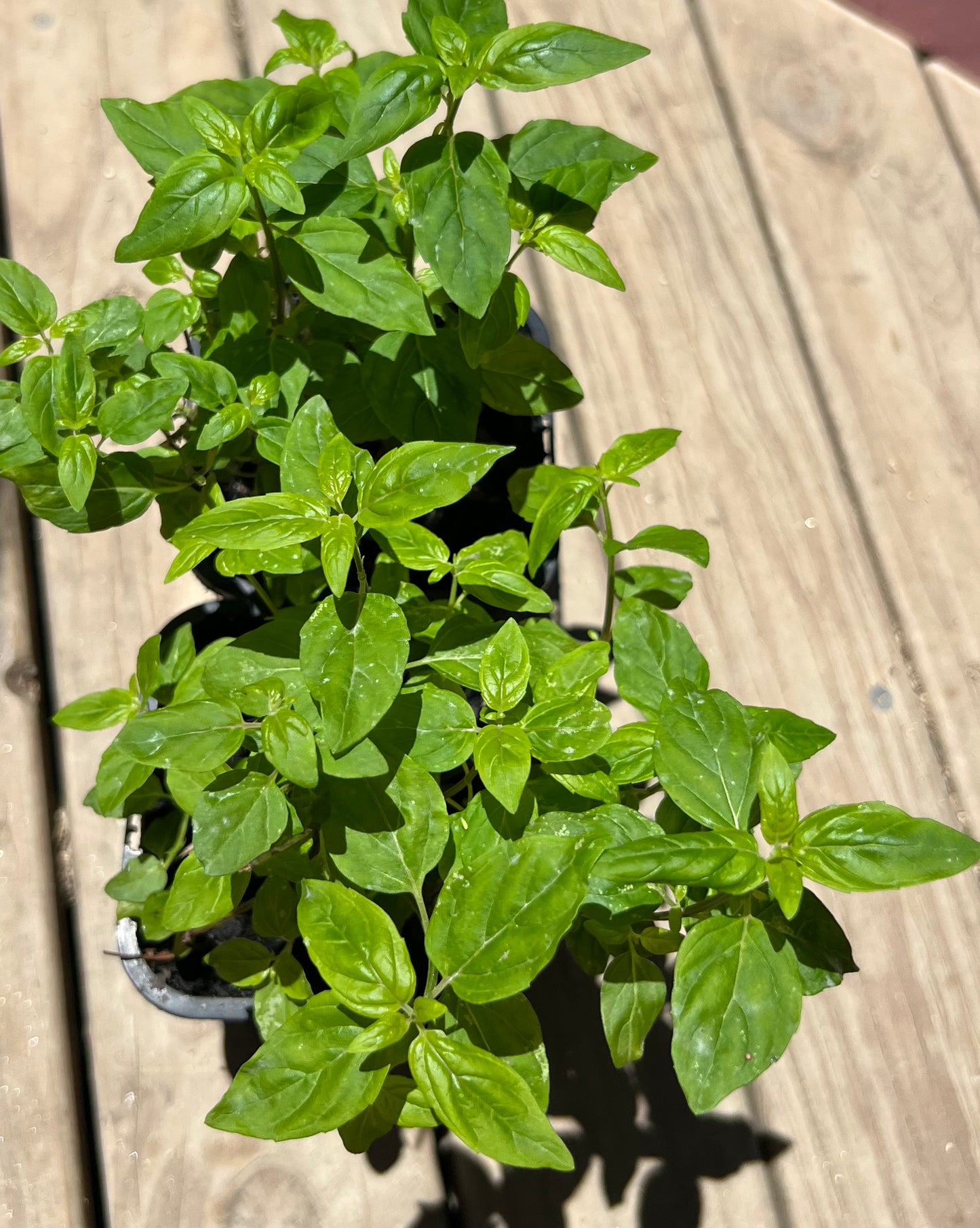 Cultural Gardens Collab - Kitchen Bush Tucker Kit