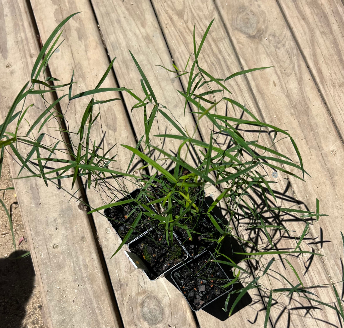 Cultural Gardens Collab - Berry Bush Tucker Kit