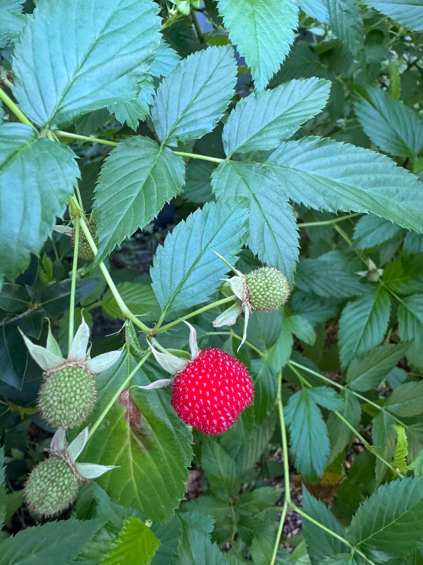 Native Raspberry