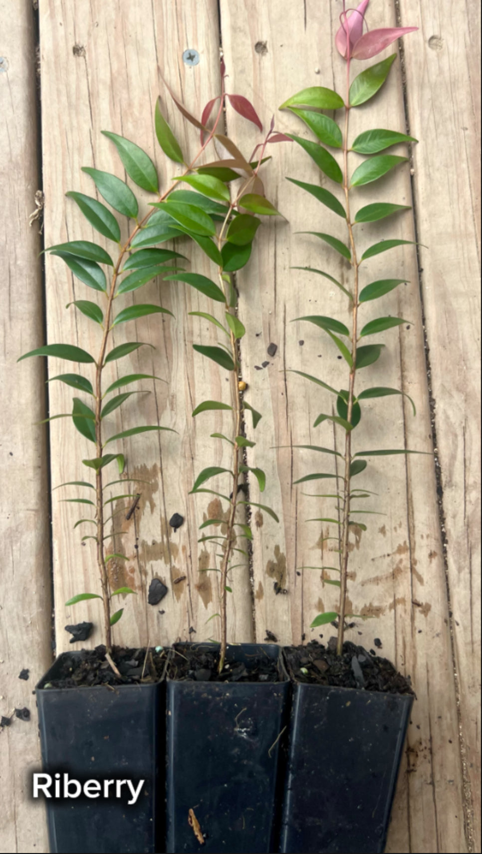 Cultural Gardens Collab - Kitchen Bush Tucker Kit