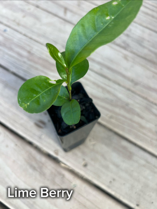 Lime Berry - Tubestock