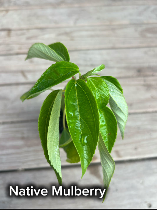 Native Mulberry