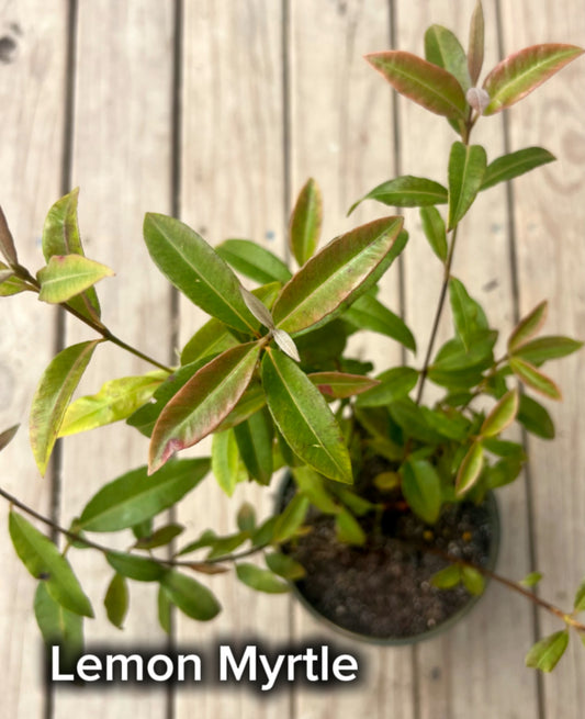 Lemon Myrtle