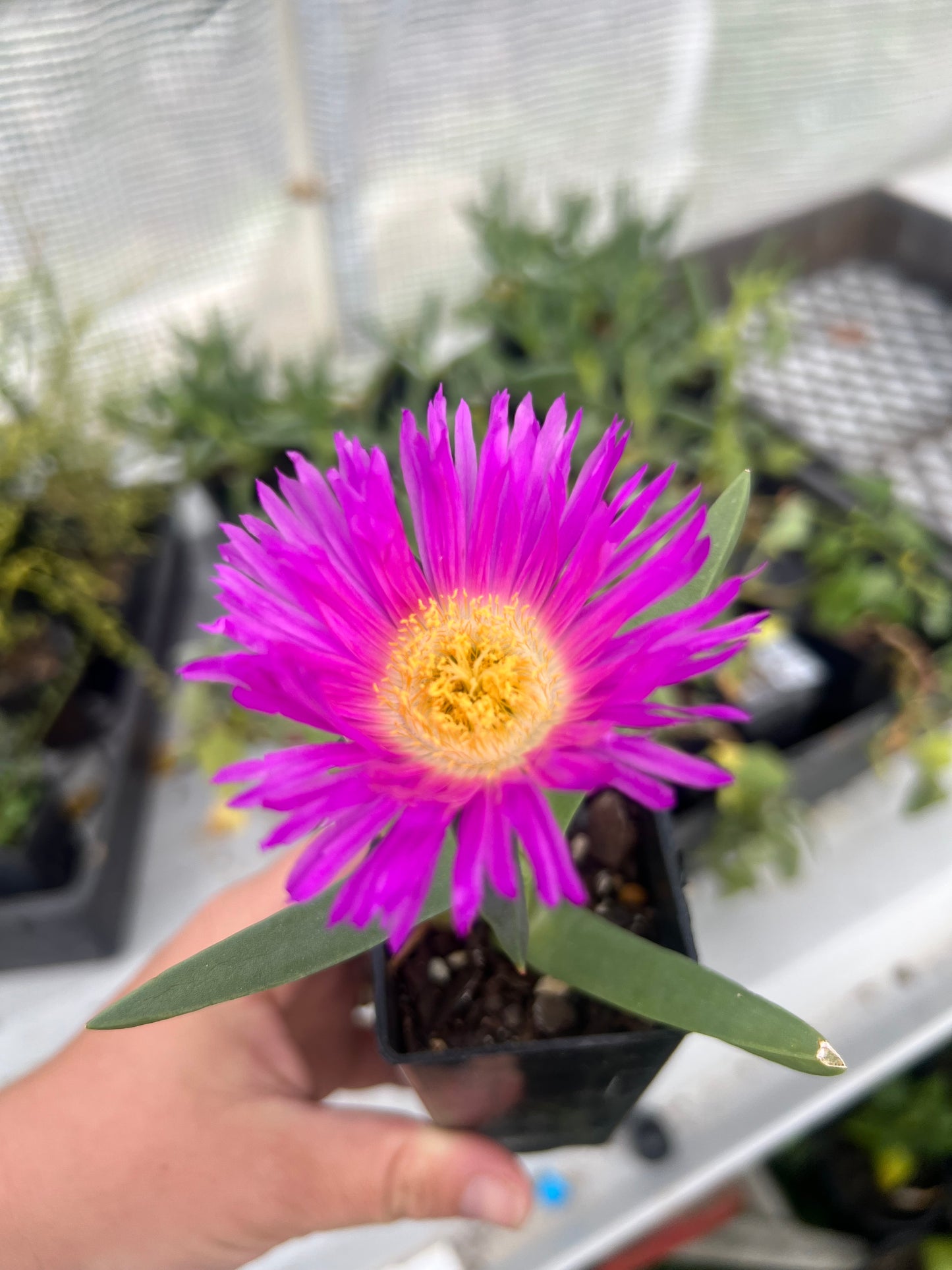Cultural Gardens Collab - Kitchen Bush Tucker Kit