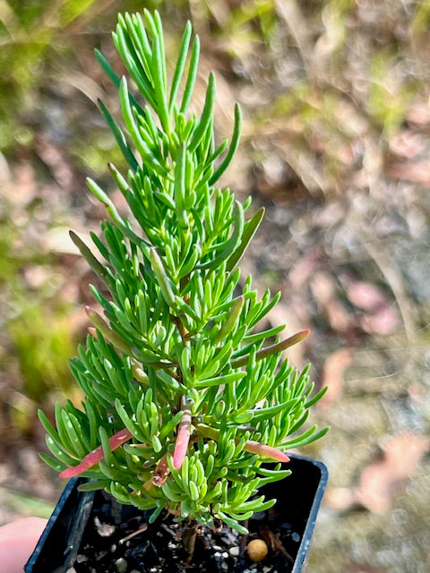 Cultural Gardens Collab - Kitchen Bush Tucker Kit