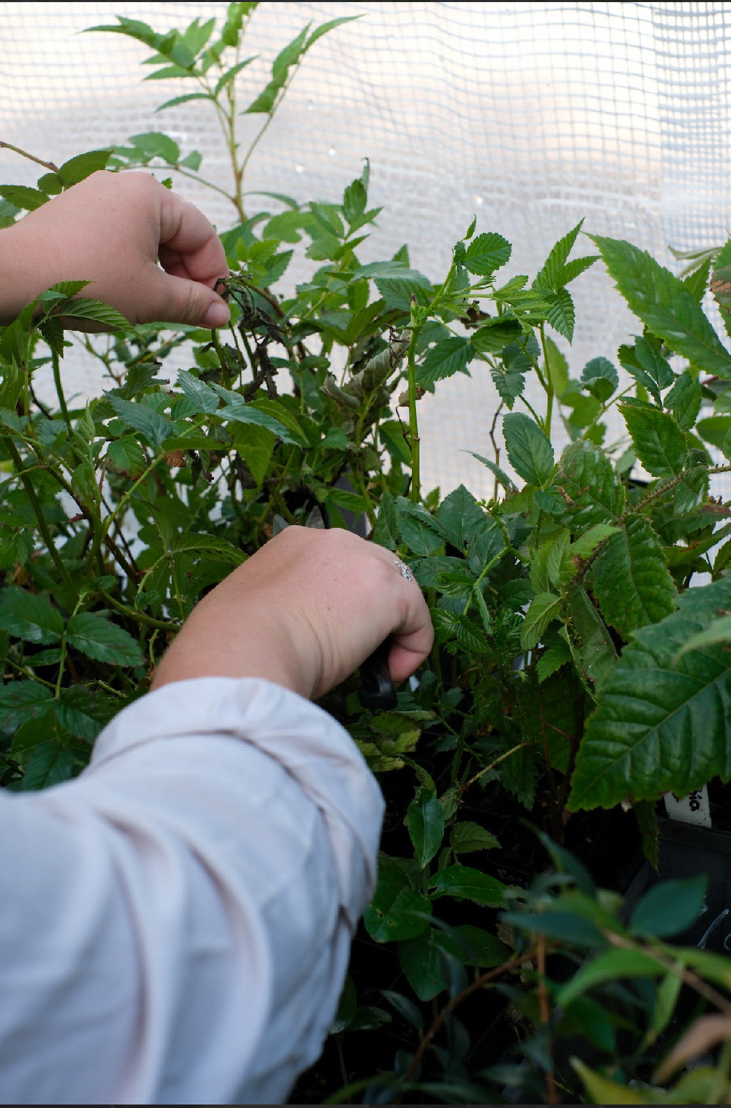 Cultural Gardens Collab - Berry Bush Tucker Kit