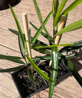 Gumbi Gumbi - Megatube