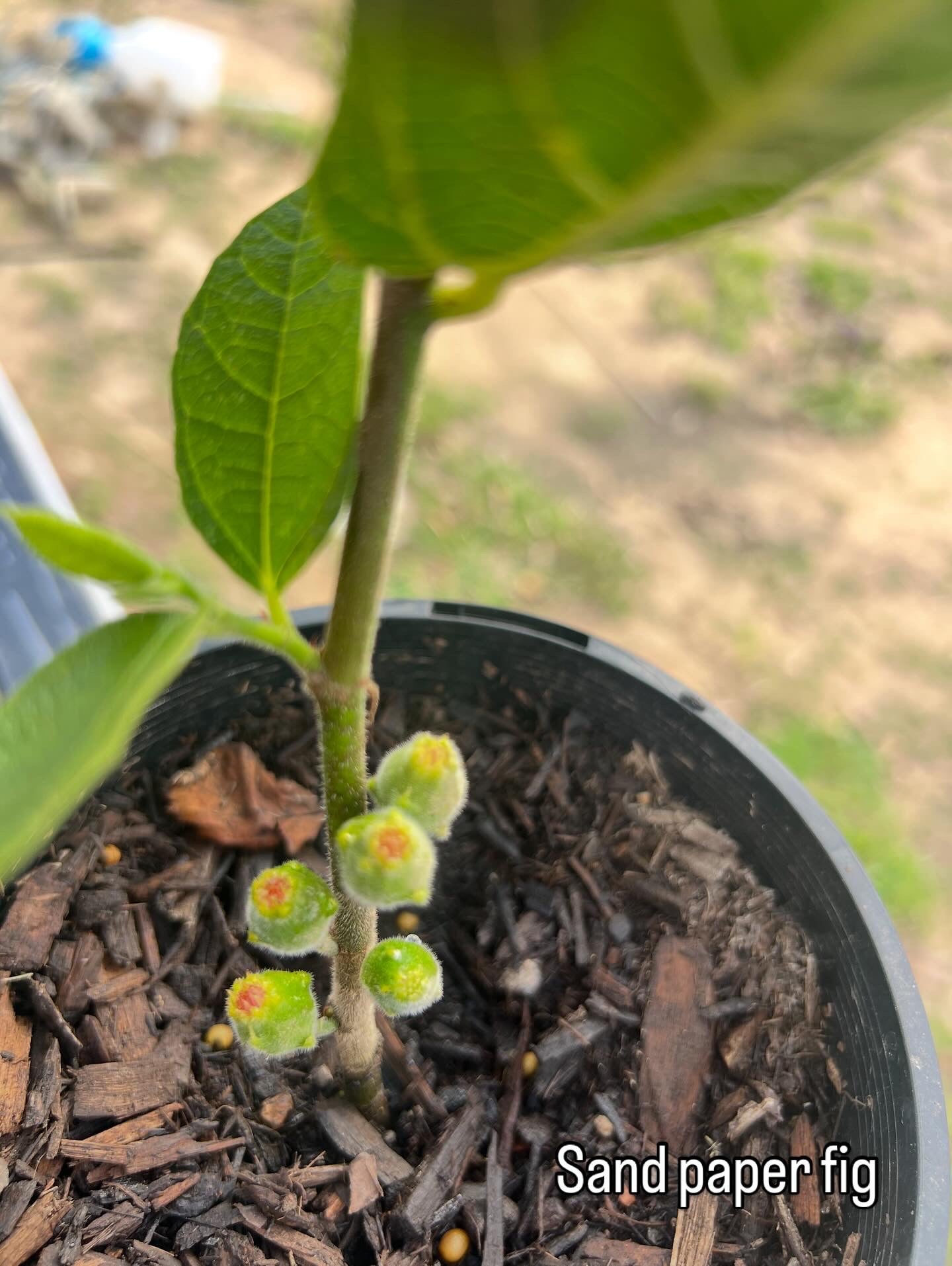 Cultural Gardens Collab - Kitchen Bush Tucker Kit