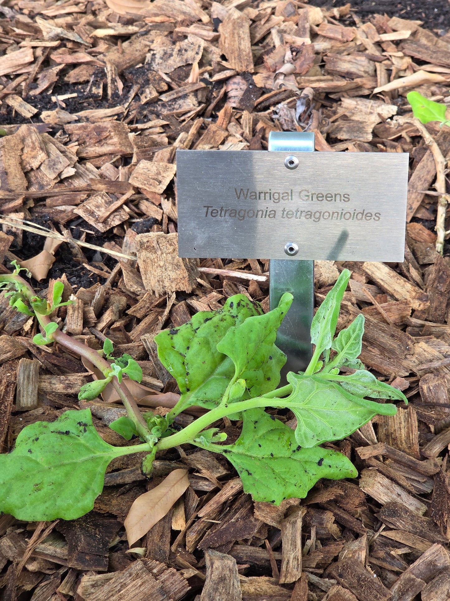 Bush Tukka Plant ID Signage