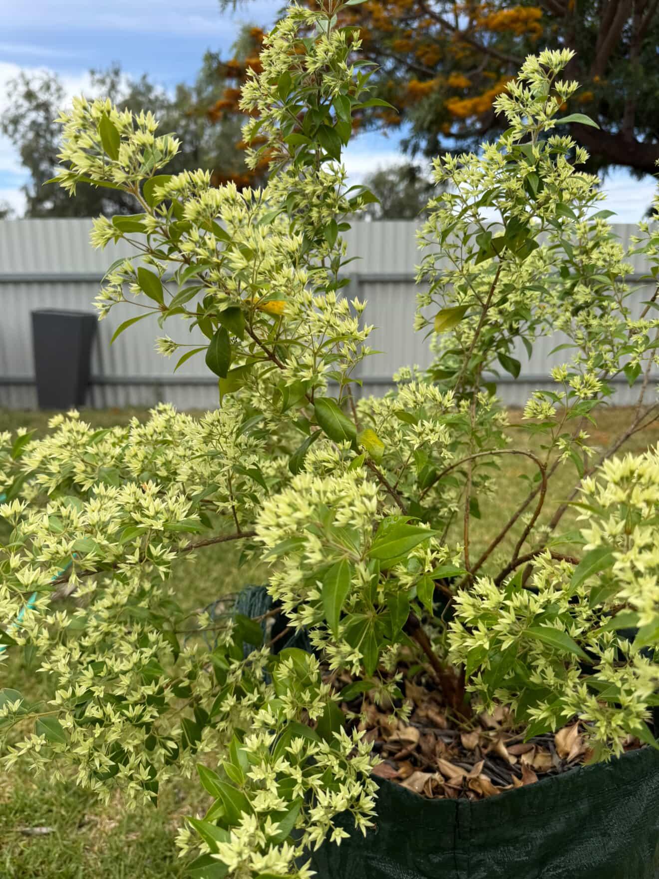 Cultural Gardens Collab - Kitchen Bush Tucker Kit