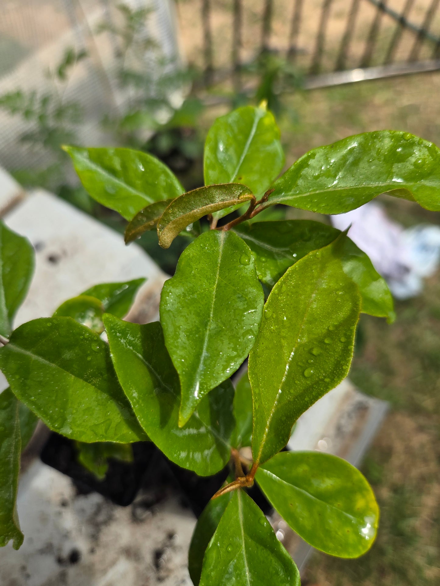 Cultural Gardens Collab - Berry Bush Tucker Kit