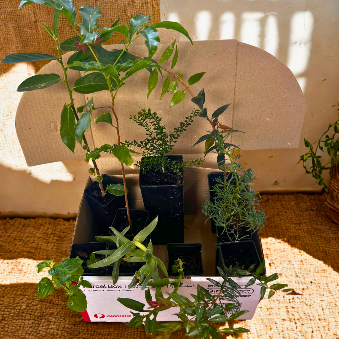 Cultural Gardens Collab - Kitchen Bush Tucker Kit