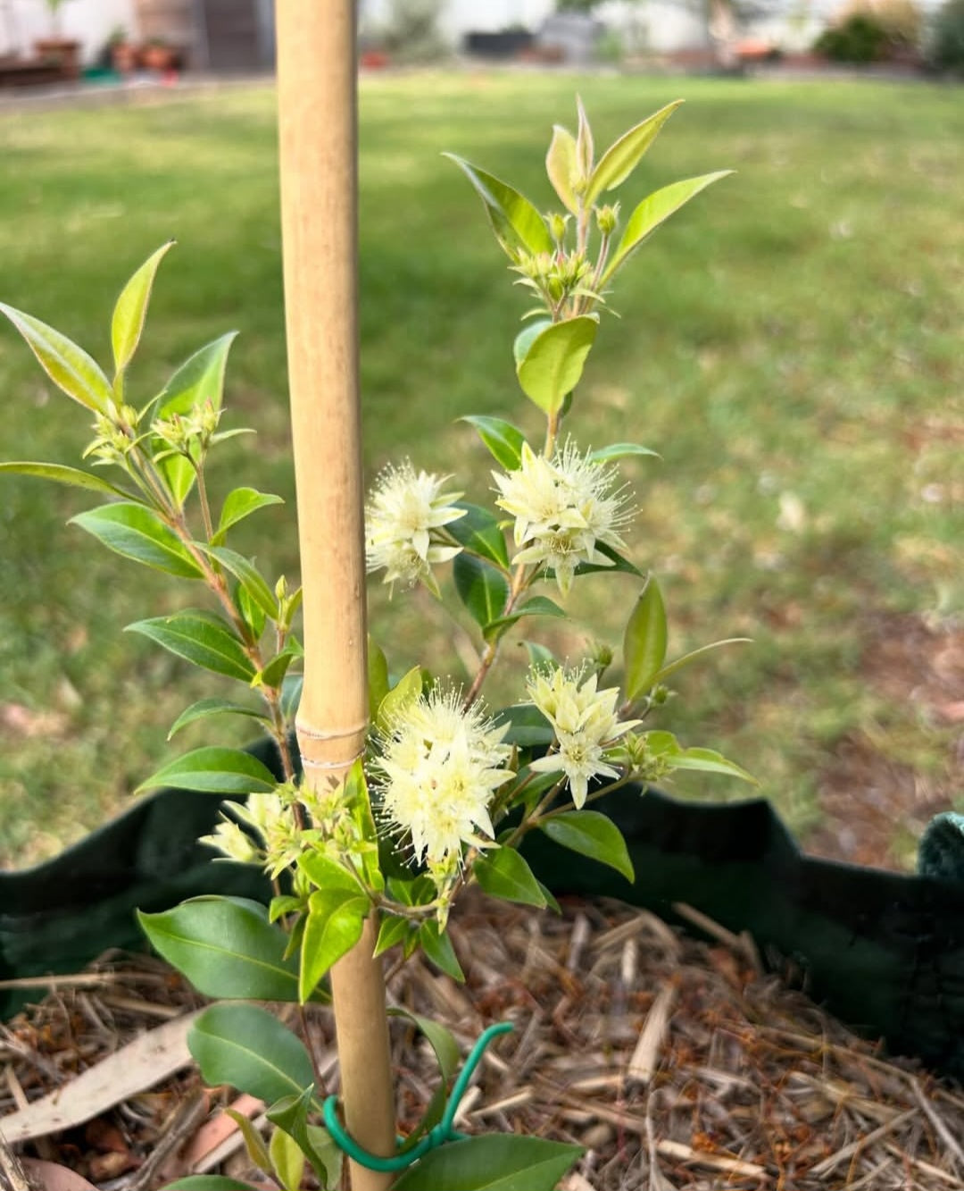 Cultural Gardens Collab - Kitchen Bush Tucker Kit
