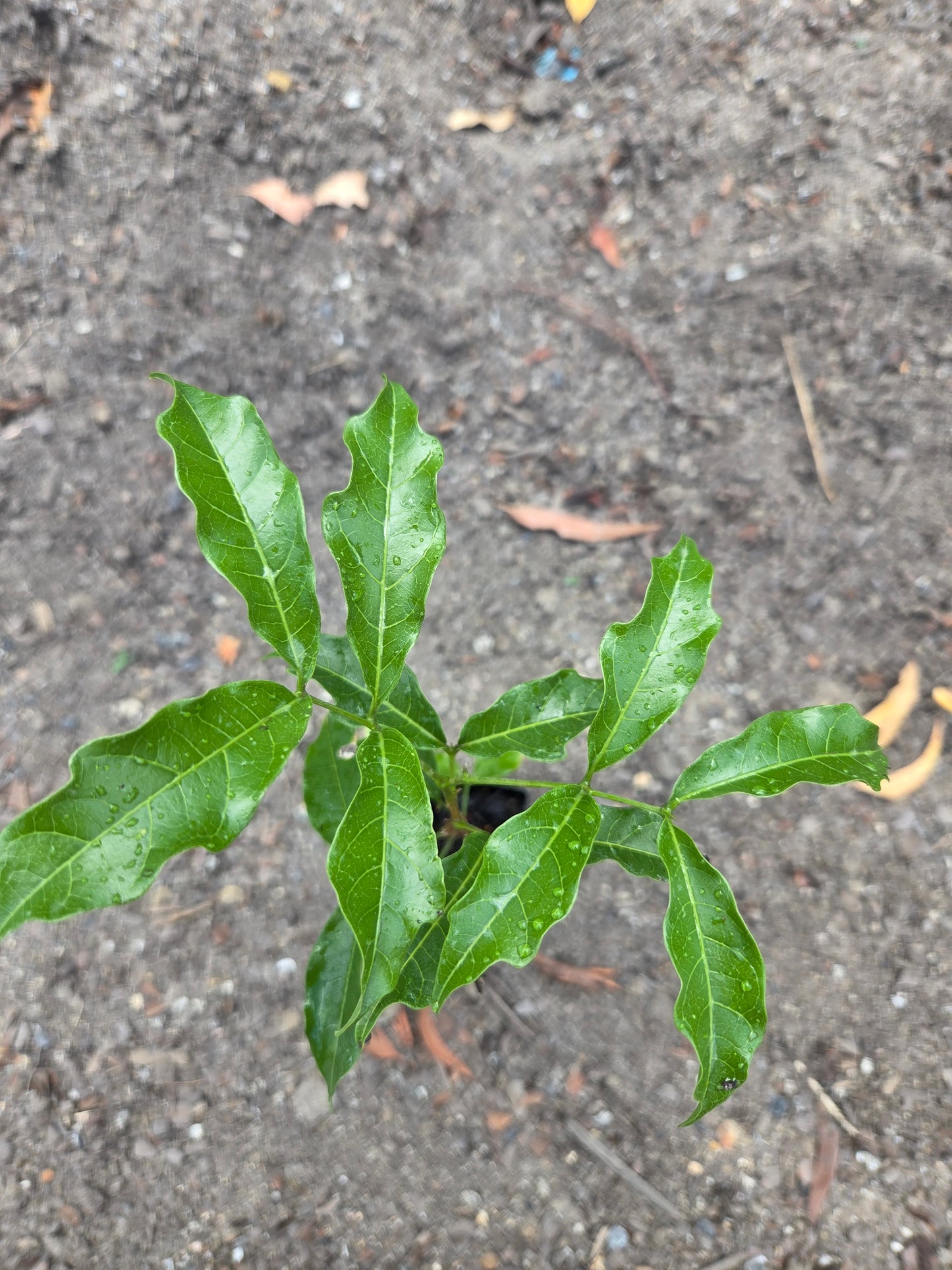 Cultural Gardens Collab - Kitchen Bush Tucker Kit