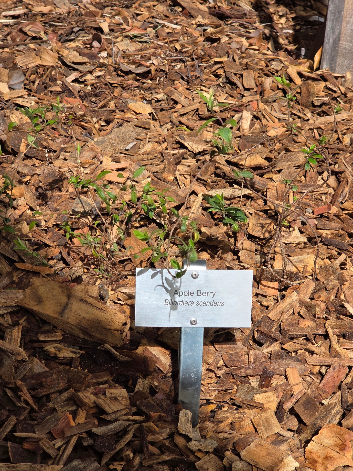Bush Tukka Plant ID Signage