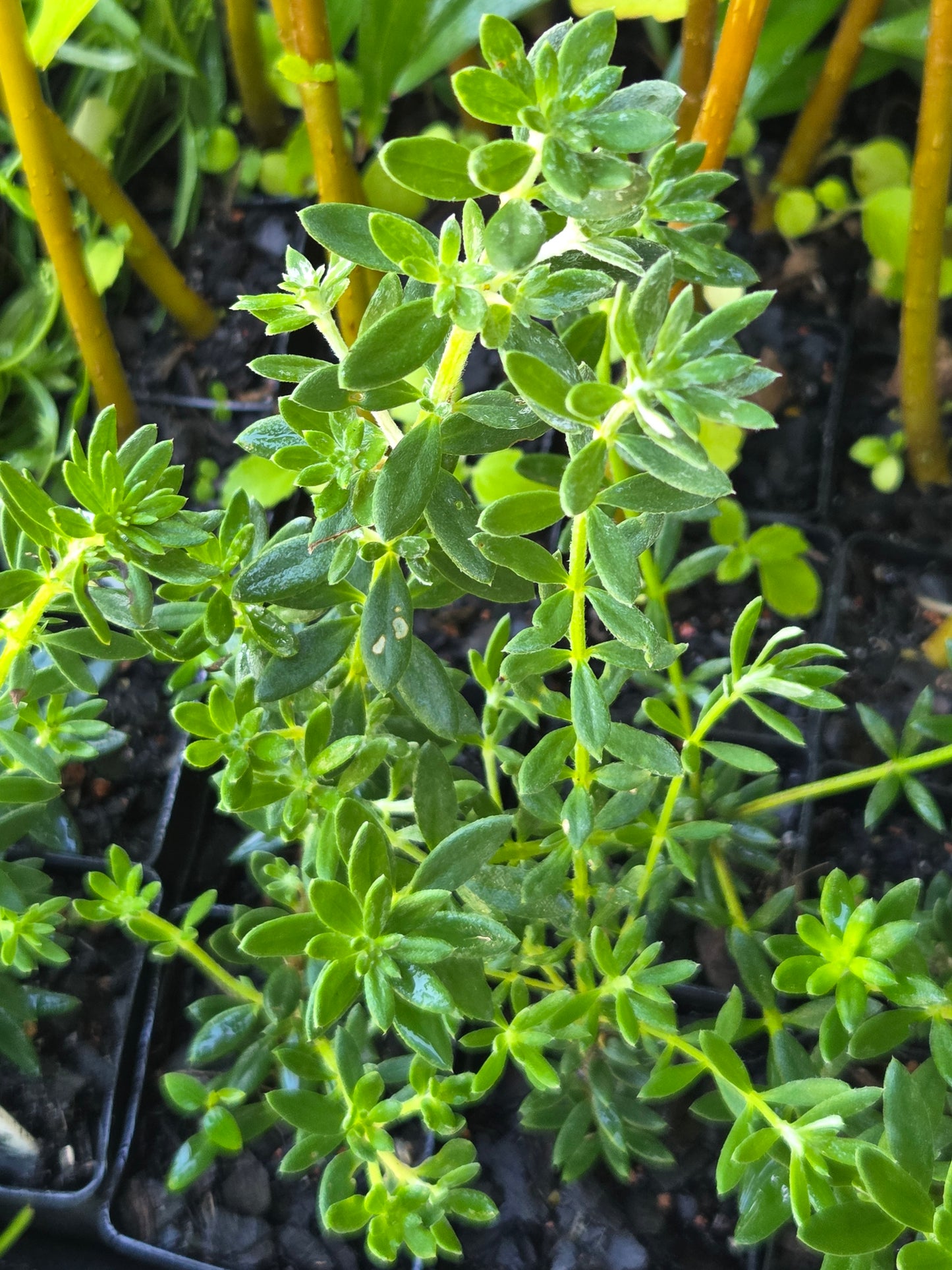 Coastal Rosemary
