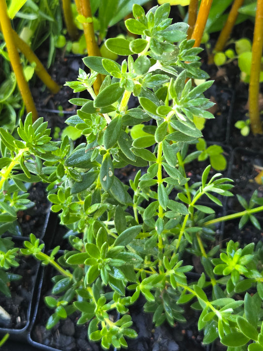 Coastal Rosemary