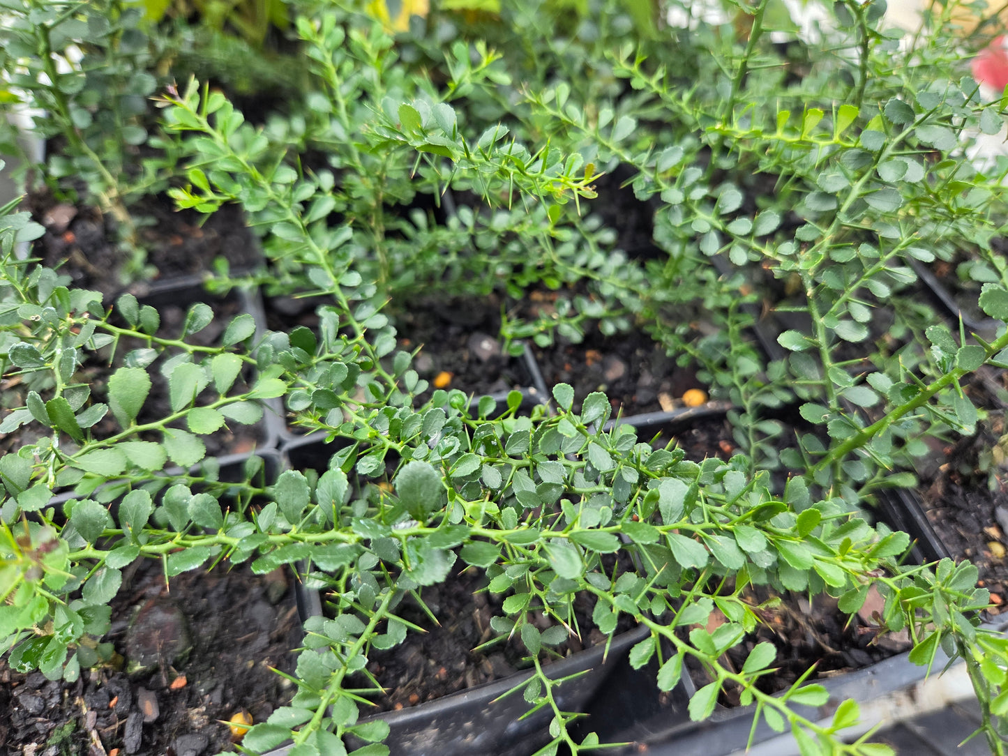 Cultural Gardens Collab - Kitchen Bush Tucker Kit