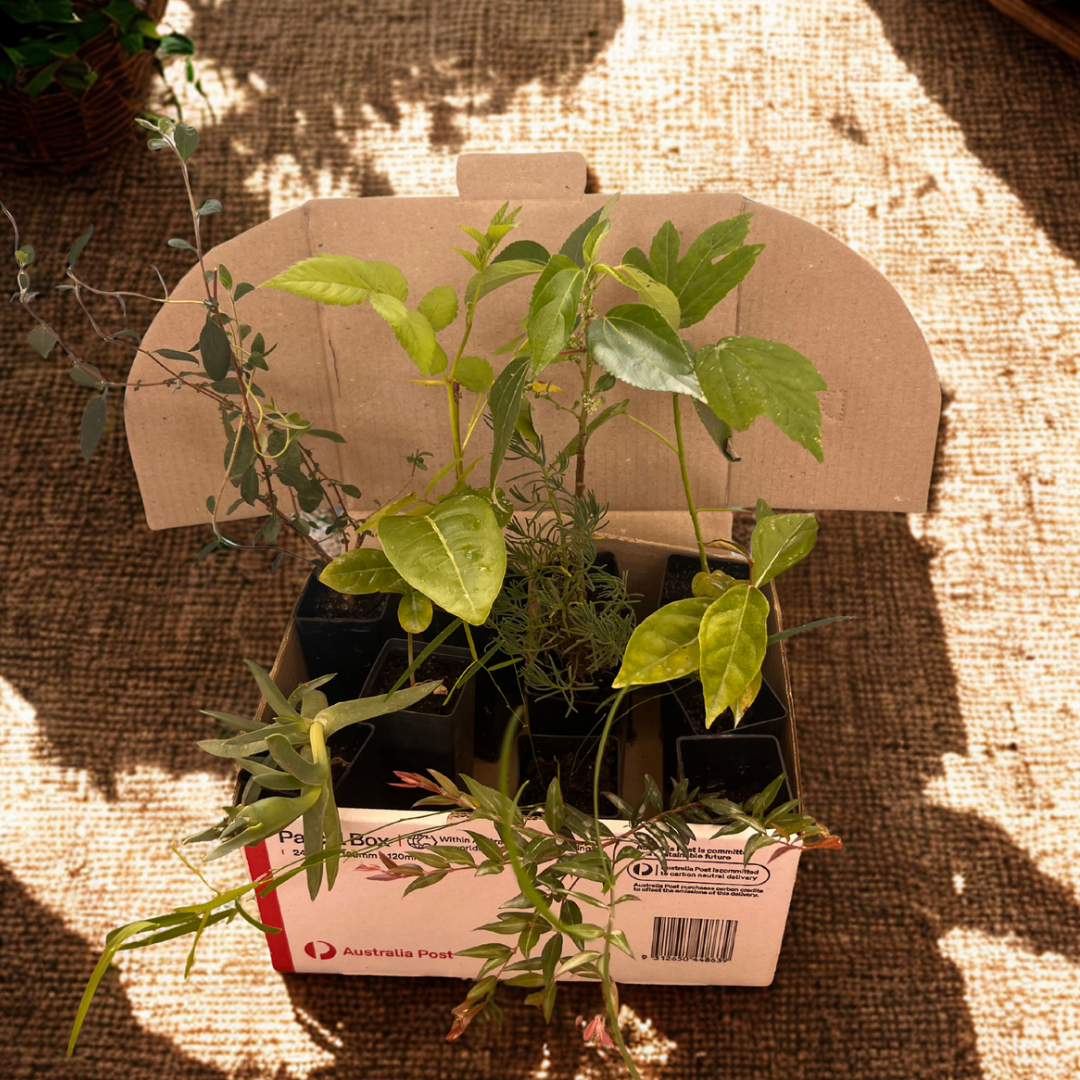 Cultural Gardens Collab - Berry Bush Tucker Kit